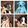 Beagle Basset JRT Puppies! (video too