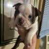 Ready To Go Beautiful Red and White Boston Terrier Male Puppy Available 