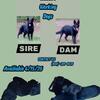 NKC Solid Black German Shepherd Pups