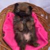 AKC Pom Girls Born 4-29-24