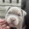 Male Pocket Bully Puppy