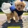 Toy Poodle  female puppy  available