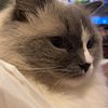 5 yr old female ragdoll cat looking to rehome