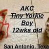 AKC Tiny Chocolate Parti Yorkie boy