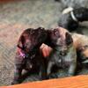 AKC Registered English Mastiff Puppies