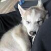 Husky puppy