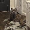 Two year old Cane Corso