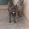 cane corso free to good home