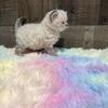 Selkirk Rex
