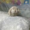 Bunny Rabbit Dwarf Babies Holland Lops Mini Lop Lionlop