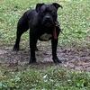 Abkc reg bully female