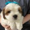 Yoshi: Male Lhasa Apso Puppy