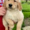 AKC Golden Retriever puppies