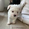 White poodle puppies
