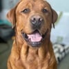 AKC Full English Fox Red Labrador Retriever Stud