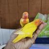 Handfed tamed baby love bird