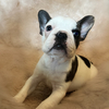 AKC French Bulldogs