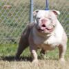 Gr ch sired olde Bulldogge for stud