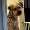 Mixed breed