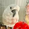 Umbrella Cockatoo with Cage and supplies