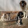 Foundation Trained Border Collie Puppies!