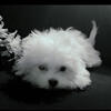 Maltese pups