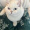 Elite British Shorthair Kittens | Rare Imported German Bloodlines 🐾