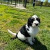 Charlie the Bernedoodle puppy!