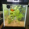 Fish and 10 Gallon Aquarium Complete 