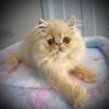 Persian Male SOLD