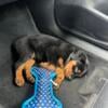 Purebred Rottweiler puppy