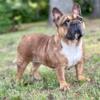 Adult AKC French bulldog