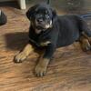 Rottweiler Puppies! Ready Now (Last 2!)