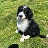 Archie the Bernedoodle puppy!