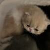 Gorgeous Extreme faced Persian Male/female 2 kittens F/S  $1500