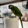 Yellow collard macaw