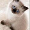 Bousy - Male Seal Point Himalayan Kitten