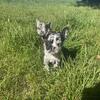 Black and White Merle French Bulldog female