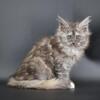 Maine Coon