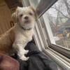 4-Month Old Shih Tzu for Sale (Chicago/Northwest Indiana Area)