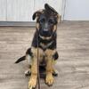 German Shepherd Puppy