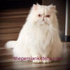 Persian Kitten For Sale, Shaded Blue Silver