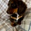 HERSEY. AKC, longhair, chocolate male Dachshund puppy