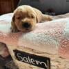 AKC Golden Retriever Puppies ready nov 5