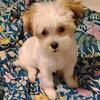 4 month female shih tzu Maltese