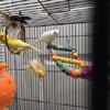 Baby Canary Birds for Sale