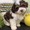 Shihpoos