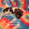 Ckc Miniature Dachshund  choc/tan piebald female