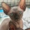 I have one Canadian Sphynx Boy for sale!