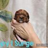 Cavalier King Charles pups born 9.9.25